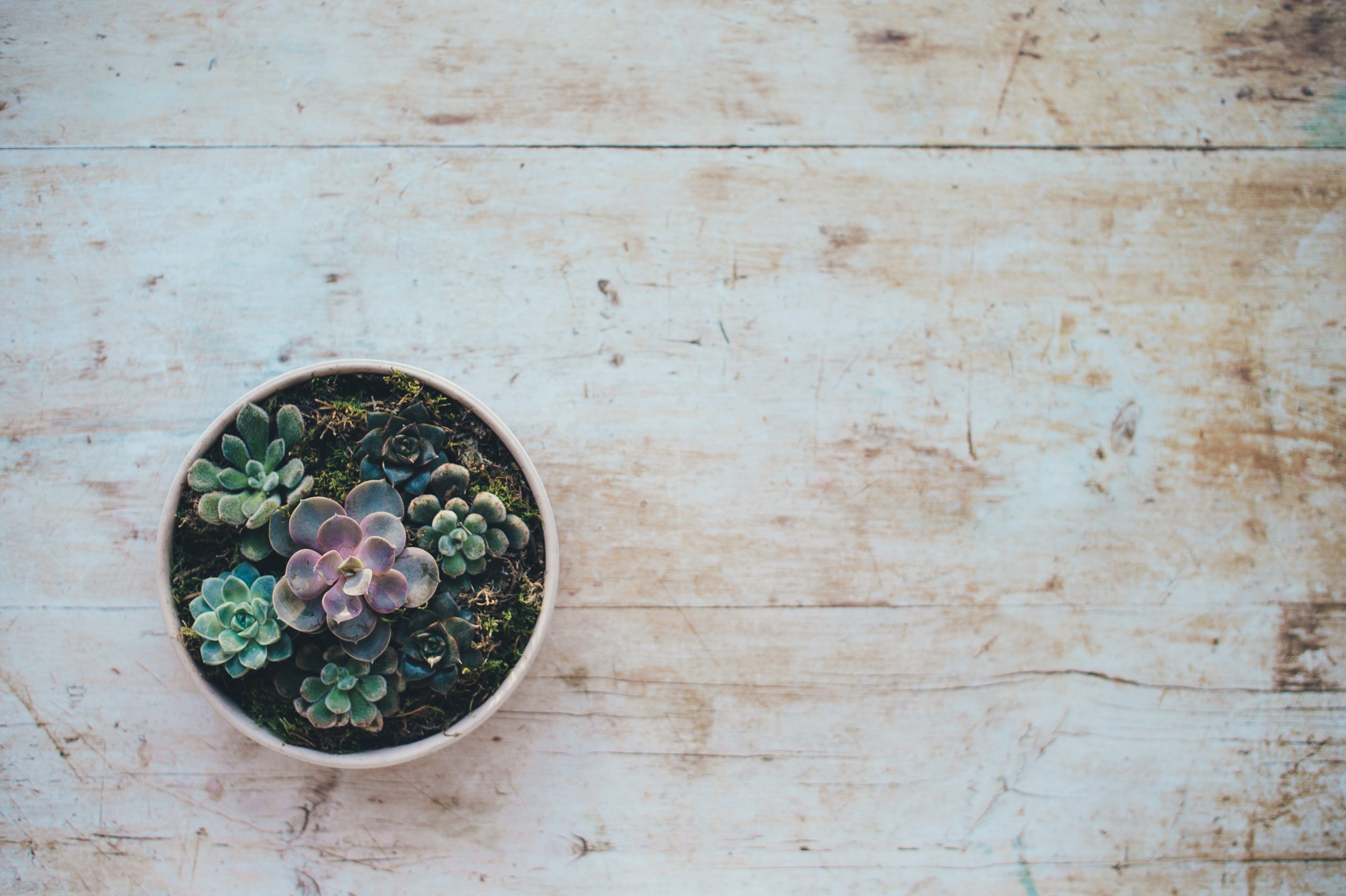 Small succulent on white-washed table.