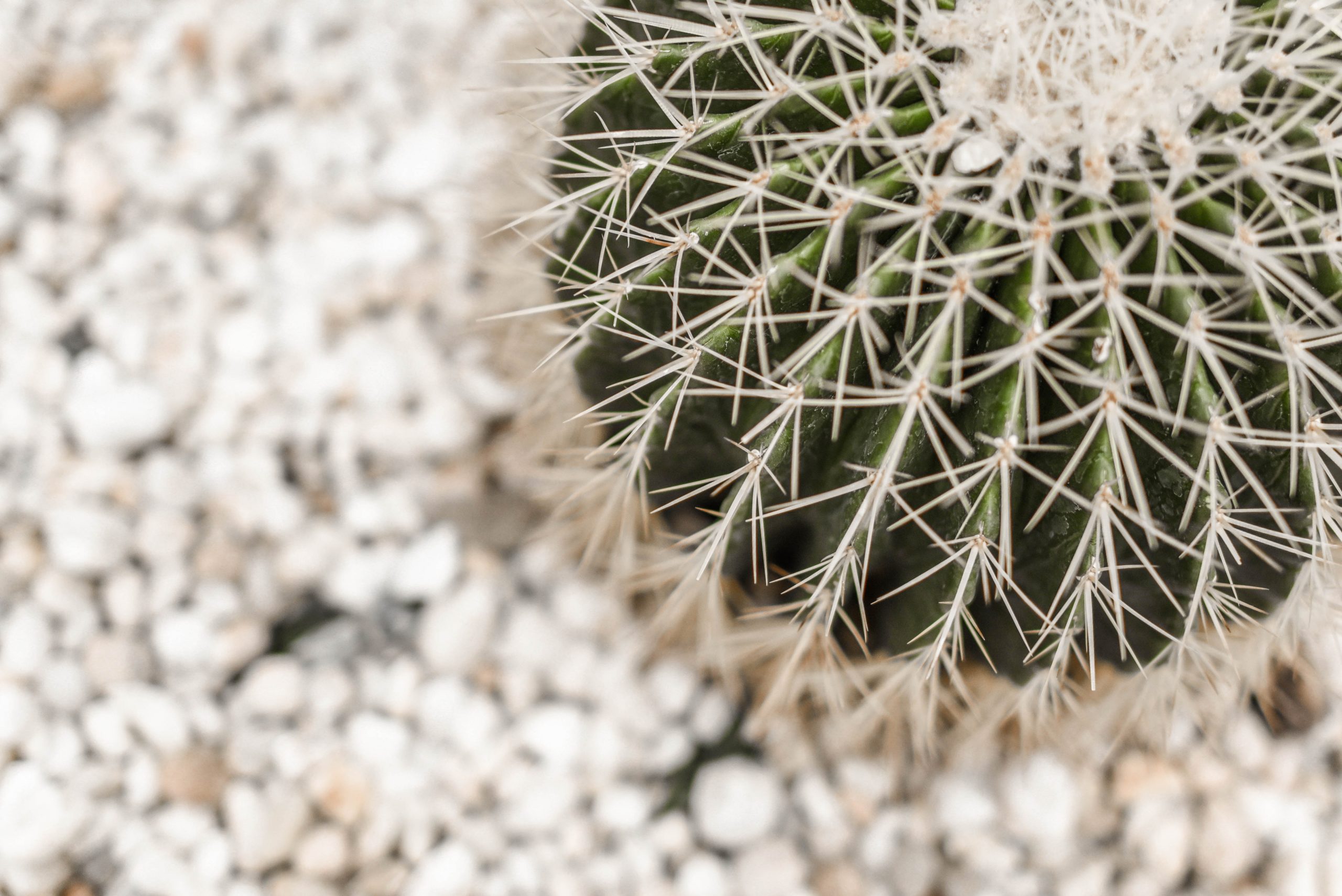 Cactus on white background.